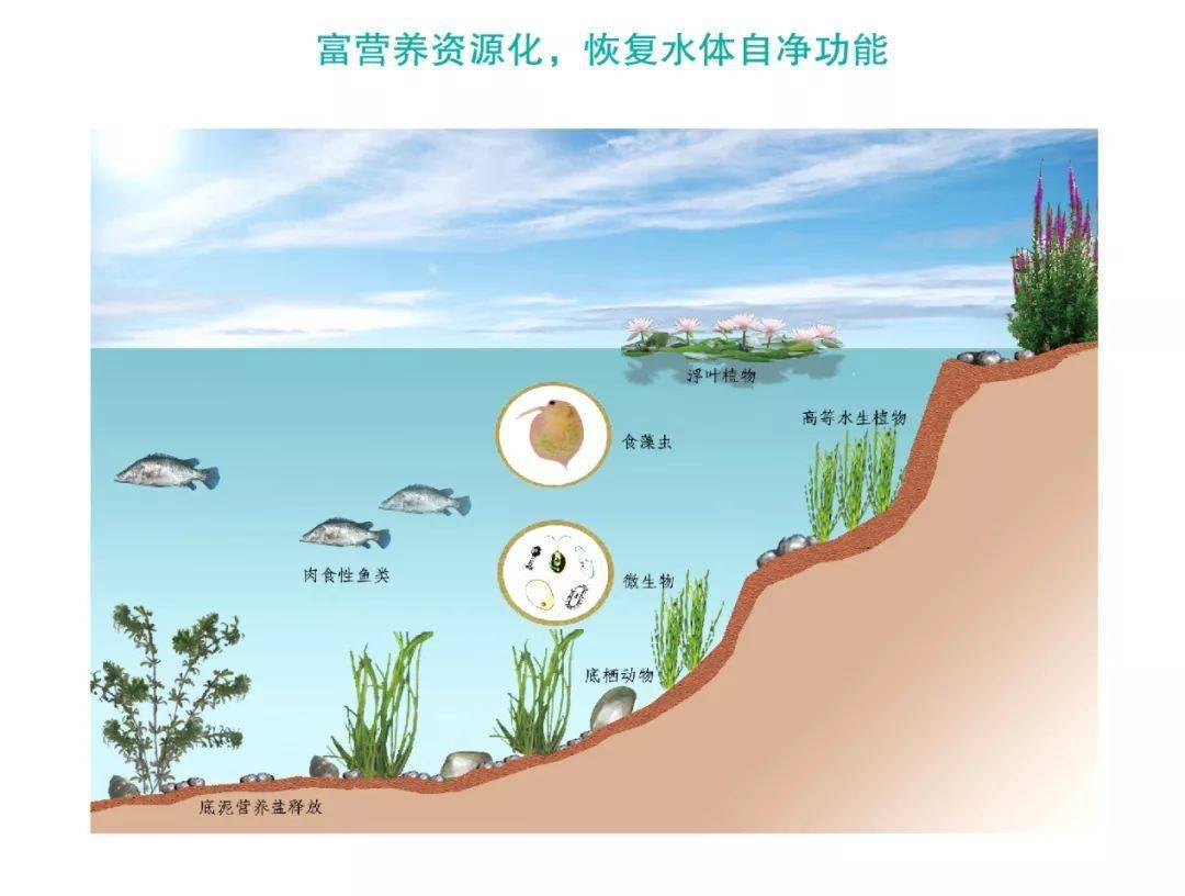 水质净化图片.jpeg