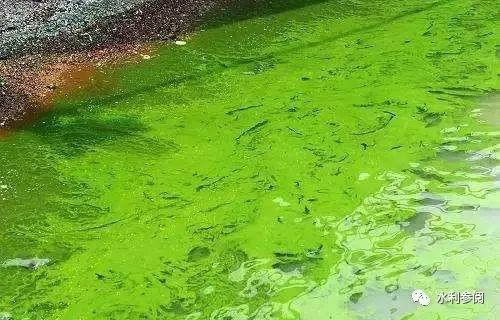 打捞蓝藻有用吗?能消除蓝藻爆发吗?(图1) 图片