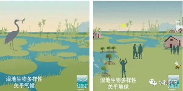 打捞蓝藻有用吗?能消除蓝藻爆发吗?(图2) 图片