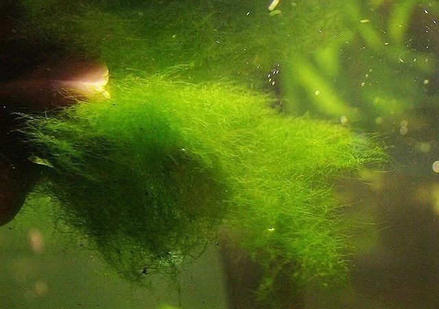 冬春青苔防治,你需要知道的6个知识点(图3) 图片