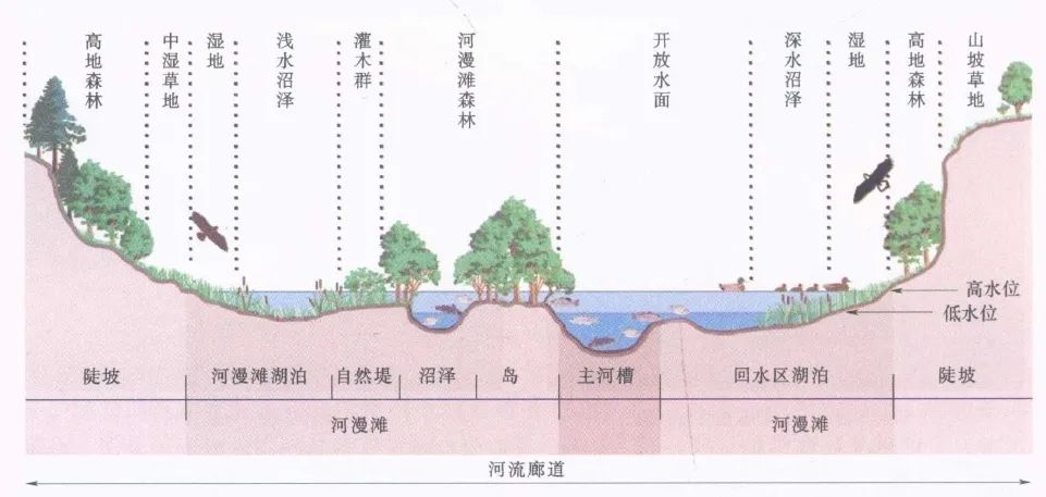 水生态修复,修复的是什么?(图2) 图片