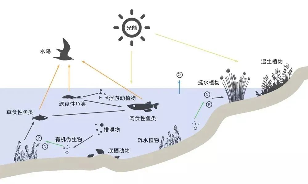 水生态系统的五大生态要素特性(图4) 图片